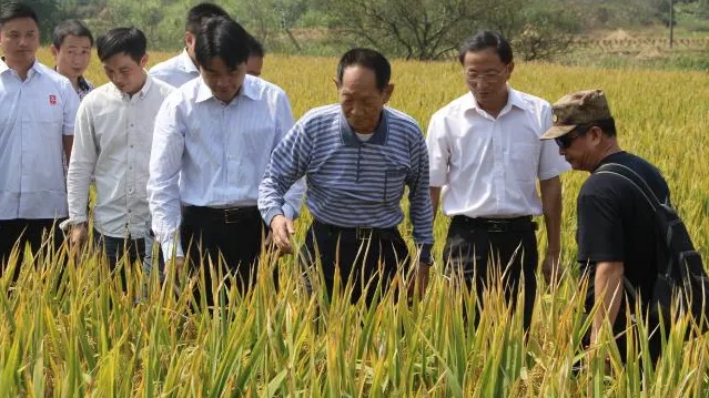 回眸丨稻浪传薪火：袁隆平的科学精神照亮新时代科创路